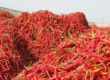 Chilli Market Analysis & Updates