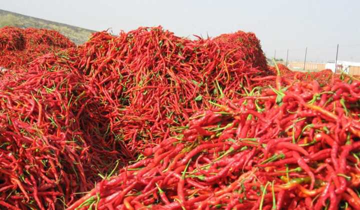Chilli Market Analysis & Updates