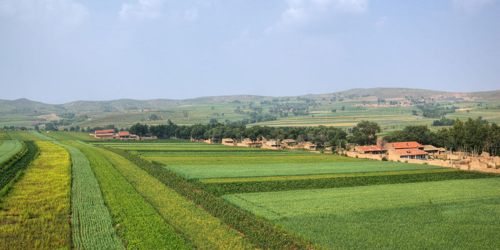Dehydrated Vegetable Market in Inner Mongolia