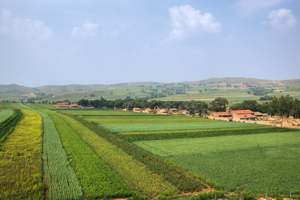 Dehydrated Vegetable Market in Inner Mongolia