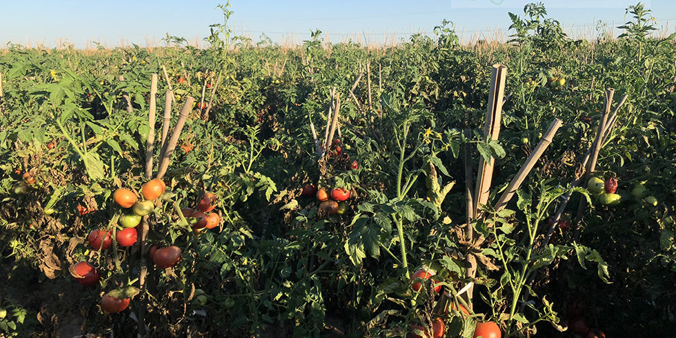 Why Tomato Price Rise In Short Term But Demand Exceeds Supply ?