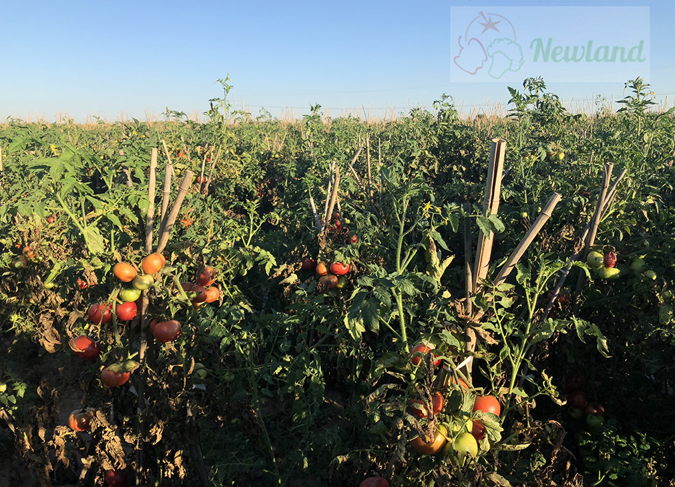 Why Tomato Price Rise In Short Term But Demand Exceeds Supply ?