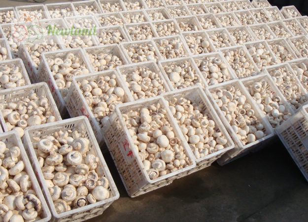 Champignon Champignon