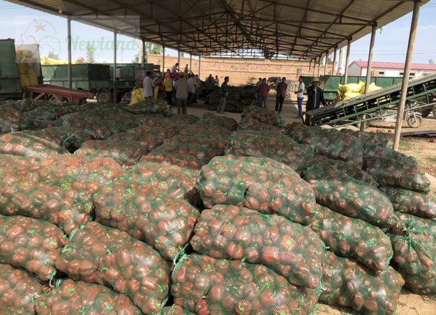 red paprika What Makes Red Paprika Prices Remain High For Three Consecutive Years?