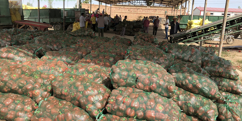 What Makes Red Paprika Prices Remain High For Three Consecutive Years?