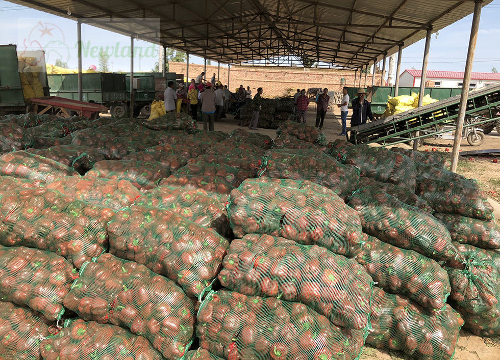 What Makes Red Paprika Prices Remain High For Three Consecutive Years?