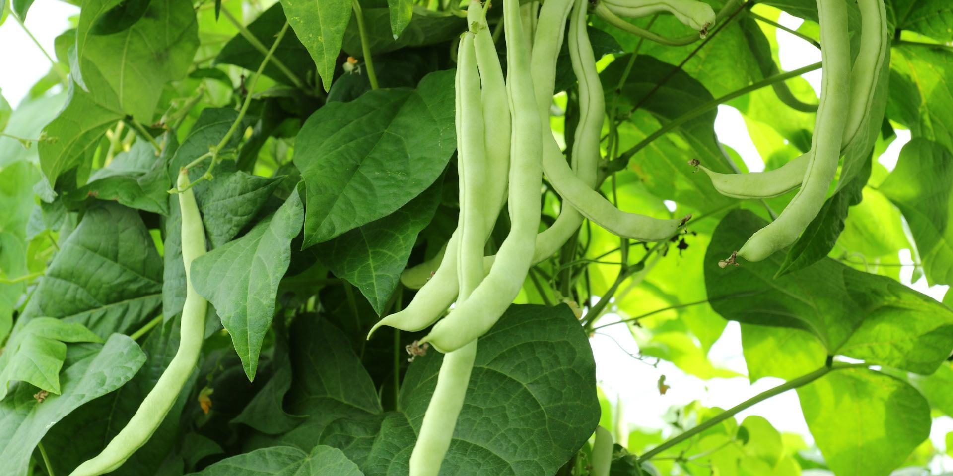 Green Beans Excellent Cultivation Techniques And Stable Price Trends