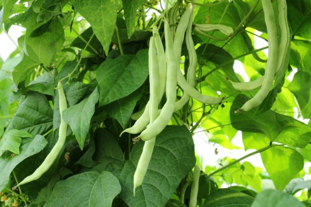 Green Beans Excellent Cultivation Techniques And Stable Price Trends
