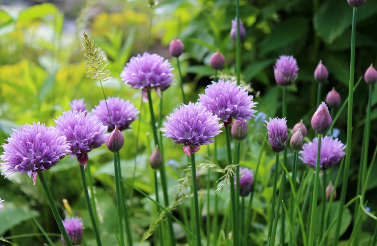 Chives