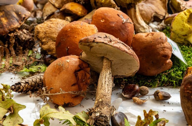 How to Safely Identify Boletus edulis An Ecological and Commercial Mushroom Detective Course